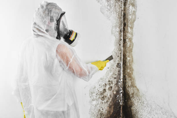 Best Toxic Mold Removal  in Frankfort, KY