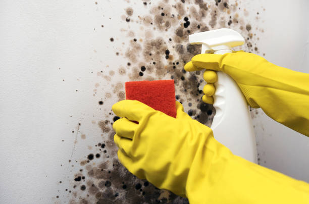 Trusted Frankfort, KY Mold Removal Experts