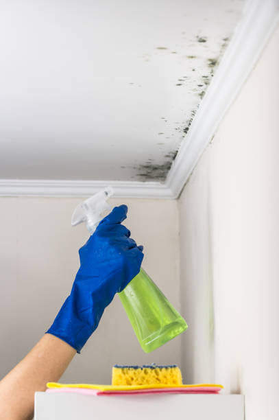 Best Attic Mold Removal  in Frankfort, KY