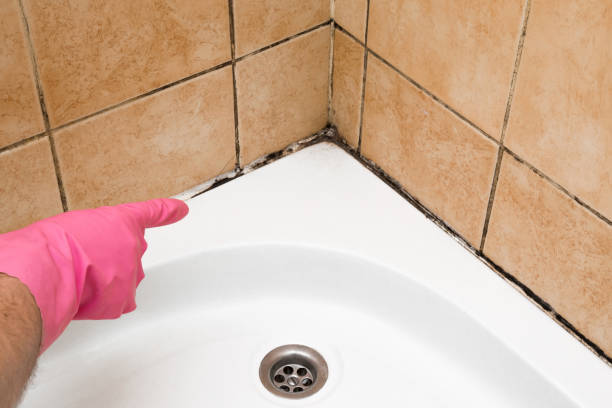 Best Residential Mold Removal  in Frankfort, KY